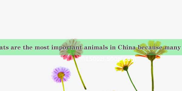 ---I think that cats are the most important animals in China because many people have them