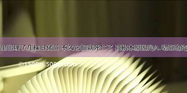 一块玉米地里出现了几株白化苗 不久它们就死亡了 其根本原因是A.幼苗的遗传物质发生