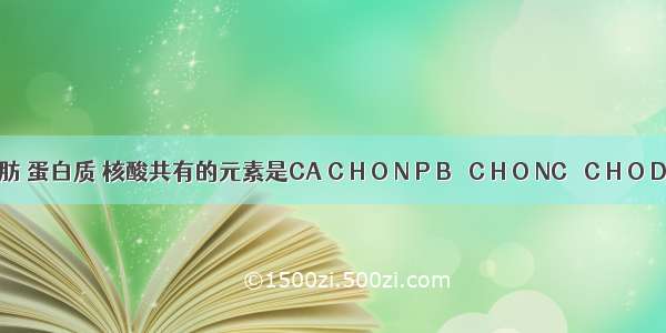 糖类 脂肪 蛋白质 核酸共有的元素是CA C H O N P B． C H O NC． C H O D． O H