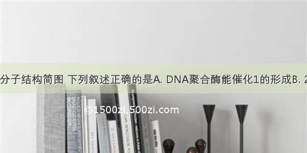 右图为DNA分子结构简图 下列叙述正确的是A. DNA聚合酶能催化1的形成B. 2代表含氮碱