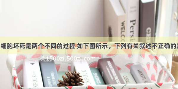 细胞凋亡与细胞坏死是两个不同的过程 如下图所示。下列有关叙述不正确的是A. 细胞凋