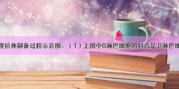 下图是单克隆抗体制备过程示意图。（1）上图中B淋巴细胞的特点是 B淋巴细胞和骨髓瘤