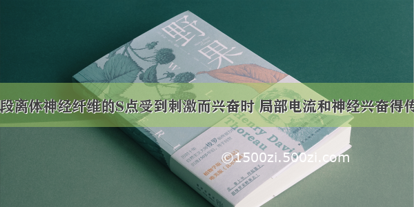 下图表示一段离体神经纤维的S点受到刺激而兴奋时 局部电流和神经兴奋得传导方向（弯